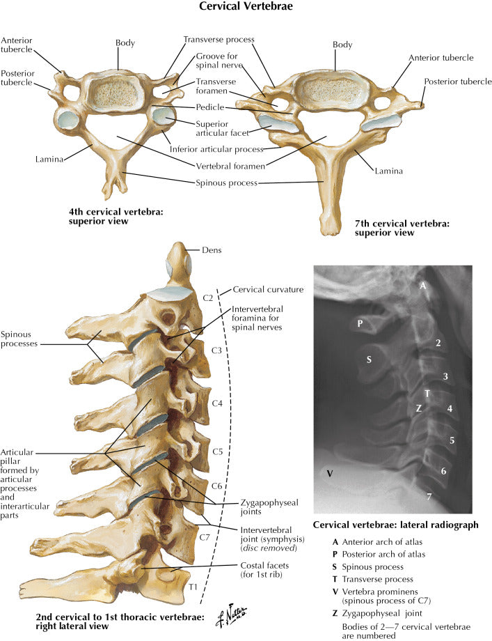 PRODESIRE™ CERVICAL SPIN NECK 3LAYER